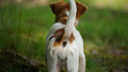 Illustration : 7 raisons qui expliquent pourquoi un chien remue la queue 