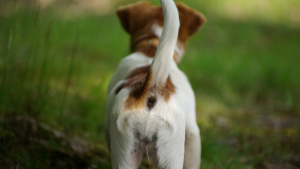 Illustration : "7 raisons qui expliquent pourquoi un chien remue la queue "