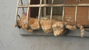 Illustration : 18 photos de chats champions hors pair de la sieste