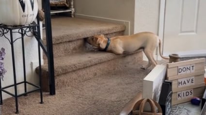 Illustration : Ce chien a une technique très particulière pour faire peur à son propriétaire pendant une partie de cache-cache (vidéo)