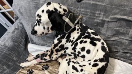 Illustration : Cette Dalmatienne découverte errante et cachectique cachait à ses bienfaiteurs un secret impliquant d'autres vies à sauver