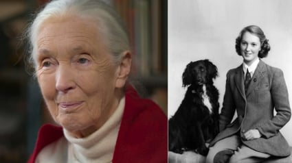 Illustration : La célèbre scientifique Jane Goodall explique comment le chien de son enfance a façonné sa perception de la personnalité des animaux