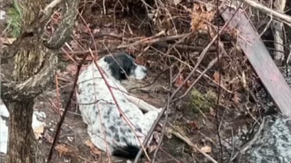 Illustration : 2 lycéennes dont "les parents devraient être fiers" agissent en héroïnes en repérant un chien sénior grelottant au fond d'un ravin