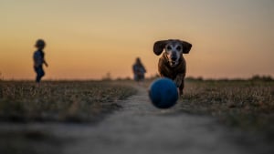 Illustration : À quels jeux jouer pour stimuler votre chien et renforcer votre relation ?