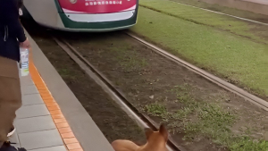 Illustration : La réaction instinctive d’un conducteur de train en voyant un chien allongé sur les rails (vidéo)