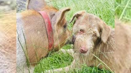 Illustration : Une chienne errante et un porcelet sauvé in extremis développent une amitié improbable auprès d'un couple au grand coeur 