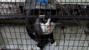 Illustration : Une chatte domestique enfermée pendant 10 jours dans une maison abandonnée trouve un moyen instinctif pour rester en vie