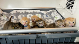 Illustration : Nés dans une benne à ordures, ces 6 chatons nouveau-nés et orphelins livrent toutes leurs forces pour attirer l'attention des passants