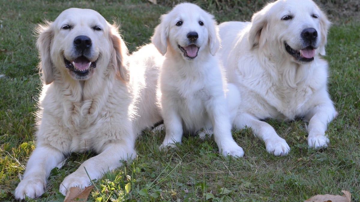 Illustration : "8 informations très intéressantes à connaître avant d’accueillir un Golden Retriever dans son foyer"