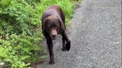 Illustration : La feinte ingénieuse d’un chien qui n’a pas envie de poursuivre sa promenade (vidéo)