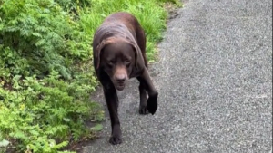 Illustration : La feinte ingénieuse d’un chien qui n’a pas envie de poursuivre sa promenade (vidéo)