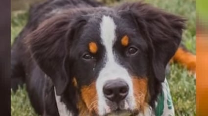 Illustration : Un Bouvier Bernois sauvé d'une usine à chiots trouve sa vocation grâce à une association et un militaire dévoué (vidéo)