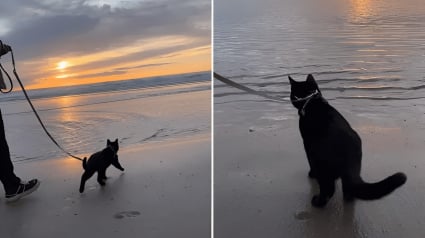 Illustration : L’attendrissant moment où un chat qui déteste l’eau est fasciné par le mouvement de la mer (vidéo)