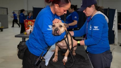 Illustration : Lors d’une perquisition, des agents de police ne s’attendaient pas à devoir secourir un nombre aussi impressionnant de chiens maltraités (vidéo)