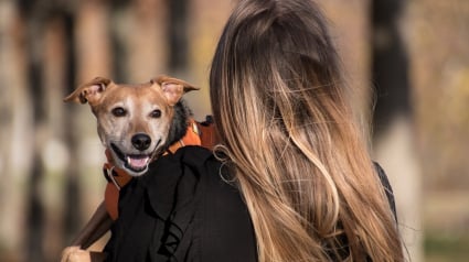 Illustration : Entre travail pet friendly et congés spéciaux, Santévet multiplie les initiatives au service du bien-être des salariés et leurs animaux