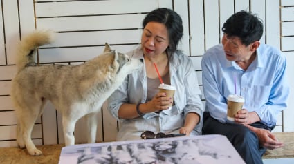 Illustration : Excités par la visite de leur propriétaire, 100 Huskies s’échappent d’un bar à chiens et sèment le chaos dans un centre commercial (vidéo) 