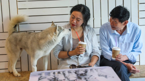 Illustration : Excités par la visite de leur propriétaire, 100 Huskies s’échappent d’un bar à chiens et sèment le chaos dans un centre commercial (vidéo) 