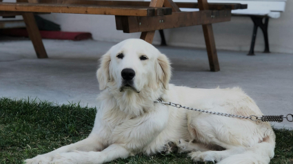 Illustration : Son nouveau voisin lui demande de changer le nom de son chien pour une raison incompréhensible