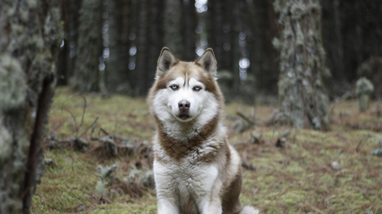 Illustration : Après avoir échappé à la surveillance de ses maîtres, un Husky part dans la nature et risque sa vie pour se lier d’amitié avec des animaux sauvages réputés dangereux (vidéo)