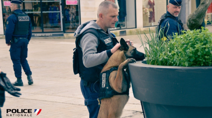 Illustration : L'oubli coûteux d'un passant face au nez expert d'un chien policier détecteur de stupéfiants