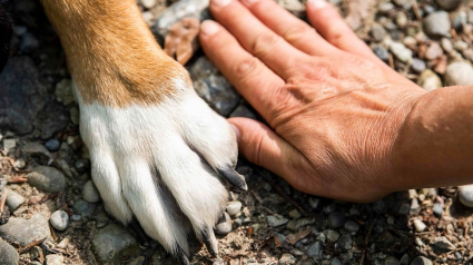 Illustration : Pourquoi est-ce utile de souscrire à une assurance chien ?