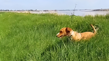 Illustration : Cette petite chienne Podenco peut remercier sa maîtresse d’emporter toujours une trousse de premiers soins lors de leurs promenades (vidéo)