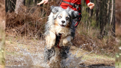 Illustration : Cani Ninja, une course d'obstacles unique pour renforcer la complicité entre chiens et maîtres vous donne rendez-vous en Dordogne les 25 et 26 mai