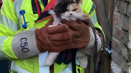 Illustration : Ce chat n’a pas eu la réaction attendue après avoir été sauvé d’une situation périlleuse 