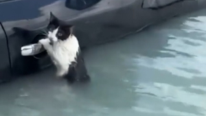 Illustration : Un chat s'accroche désespérément à la poignée de porte d'une voiture pour survivre à des inondations sans précédent (vidéo)