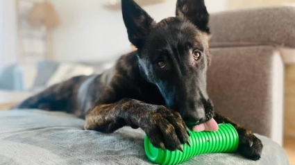 Illustration : Just For Pets, première entreprise française à mission autour des animaux de compagnie qui propose des jouets durables et écoresponsables