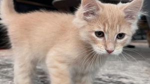 Illustration : "L'accessoire insolite d’un chaton qui découvre la fièvre du samedi du soir et offre un quart d'heure de folie mémorable (vidéo)"