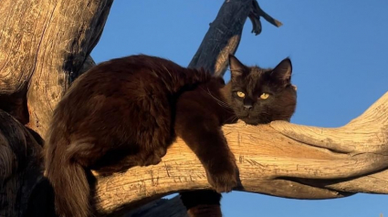 Illustration : Avec son étonnante habitude dans la salle de bains, ce chat brise l’un des préjugés les plus courants sur les félins (vidéo)