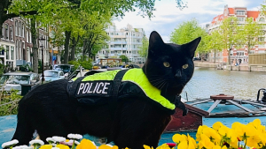 Illustration : "À cause de sa maladresse, ce chat noir espiègle est devenu chat policier dans une grande ville touristique"
