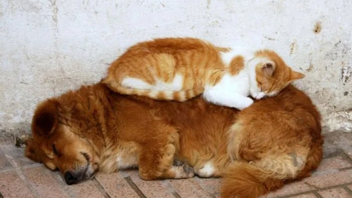 Illustration : "16 photos montrant que l’amitié entre chiens et chats peut être fusionnelle"