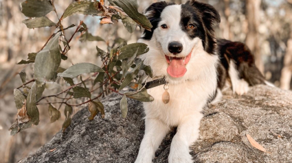 Illustration : Lorsqu’il réalise que la famille s’est agrandie, ce Border Collie a une réaction très explicite pour faire comprendre comment il accueille cette "bonne nouvelle" (vidéo)