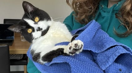 Illustration : En prenant en charge un adorable chat noir et blanc, une famille d’accueil ne s’attendait pas à devoir affronter un tel chaos