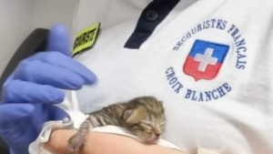 Illustration : "Un chaton nouveau-né découvert dans les gradins lors d'un match de football mobilise les secours au moment où ils s'occupent d'un joueur blessé"