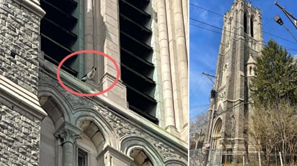 Illustration : Coincé dans le clocher d’une église, un chat espère attirer l'attention et l'aide de ces ouvriers qui s'occupe de la rénovation du monument