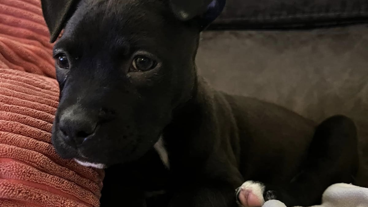 Illustration : "Sauvée d'un destin tragique, une petite Pitbull se bat pour survivre à une grave malformation cardiaque"