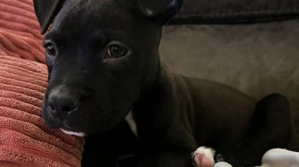 Illustration : Sauvée d'un destin tragique, une petite Pitbull se bat pour survivre à une grave malformation cardiaque