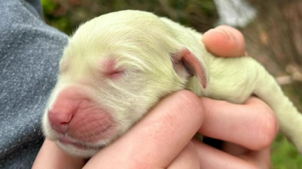 Illustration : Un chiot vient au monde avec une couleur totalement improbable et déconcerte ses propriétaires