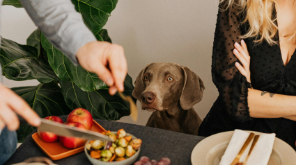 Illustration : Un rendez-vous galant prend une tournure désastreuse quand l’invité demande à son hôte de faire sortir son chien 