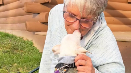 Illustration : Piglet le célèbre chien sourd et muet vit une rencontre émouvante avec une "fan" qu'il a aidée à se ressaisir au moment où elle était au plus bas