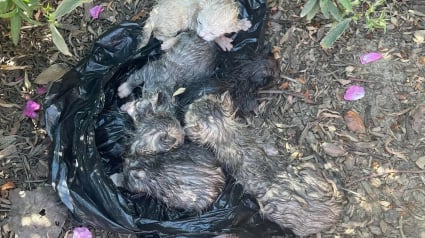 Illustration : Une association se démène pour sauver 5 chatons abandonnés dans un sac plastique jeté dans un champ (vidéo)