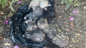 Illustration : Une association se démène pour sauver 5 chatons abandonnés dans un sac plastique jeté dans un champ (vidéo)