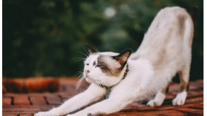 Illustration : 8 raisons pour expliquer pourquoi votre chat cambre son dos
