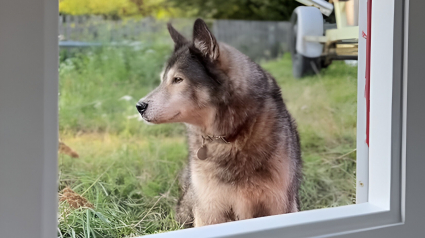 Illustration : Encore endormi, ce Husky âgé refuse de sortir du lit pour accompagner son maître au travail (vidéo)