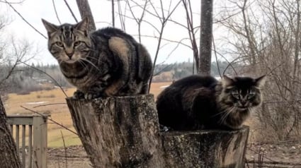 Illustration : Endeuillé par la perte de sa meilleure amie, ce chat rend une touchante visite à sa tombe (vidéo)