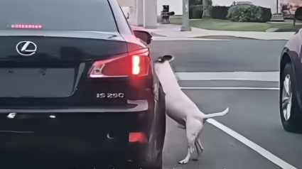 Illustration : Ce chien court et saute de toutes ses forces pour rattraper la voiture de son maître qui vient de l’abandonner (vidéo)