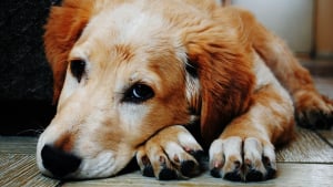 Illustration : "La détresse du propriétaire d'un chien volé est la même que celle suscitée par la perte d'un proche, affirme une nouvelle étude"